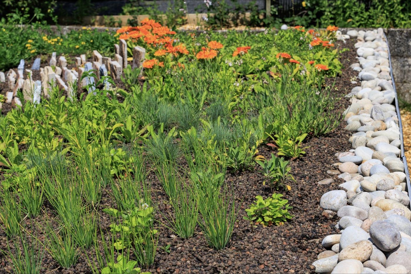 Calendula and chives in flower two months after planting.