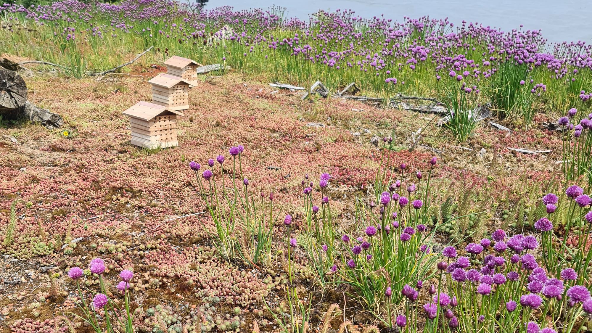 A living roof at Larne Lough at golden hour